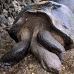 tortoise_galapagos_pa_v_0088_ecu2122.jpg